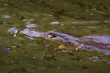 Platypus - Ornithorhynchus anatinus, duck-billed platypus, semiaquatic egg-laying mammal endemic to eastern Australia, including Tasmania