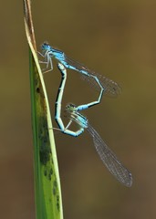 Blue-tailed Damselfly - Ischnura elegans or Agrion rubens or lamellata,  is a damselfly, belonging to the family Coenagrionidae, present in most of Europe