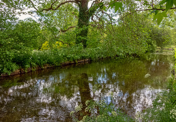Fototapeta na wymiar River Test in Mottisfont, Hampshire, United Kingdom