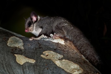 Sugar Glider - Petaurus breviceps small, omnivorous, arboreal, and nocturnal gliding possum belonging to the marsupial infraclass living,  endemic to Australia, New Guinea, introduced to Tasmania