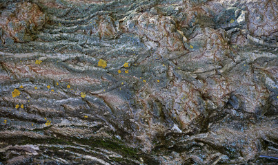 gray ash bark texture, full frame, element for designer