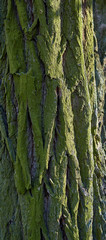 acacia tree bark texture with green moss, full frame