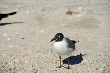 Seagulls