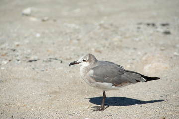 Seagulls in Texas