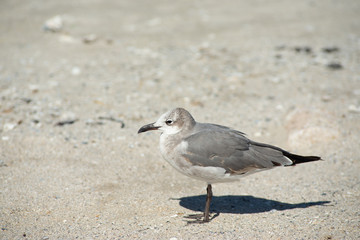 Seagulls in Texas
