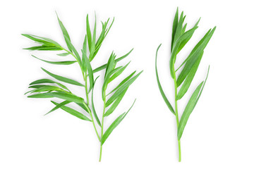Fototapeta premium estragon lub estragon na białym tle na białym tle. Artemisia dracunculus. Widok z góry. Leżał na płasko