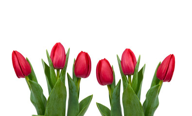 blooming red tulips with green leaves and stem isolated on white background, spring flowers