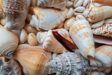 A collection of seashells laid flat.