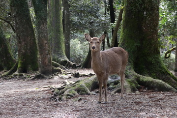 Naklejka na ściany i meble Fallow deer in the forest (Japan)