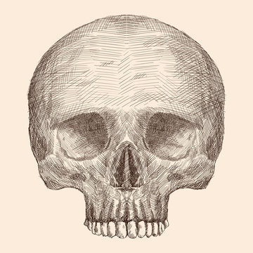 Pencil hand drawing of a human skull isolated on a beige background.