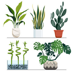 Fototapeta na wymiar Set of indoor plants in pots. Vector hand drawn illustration. Modern and elegant home decor