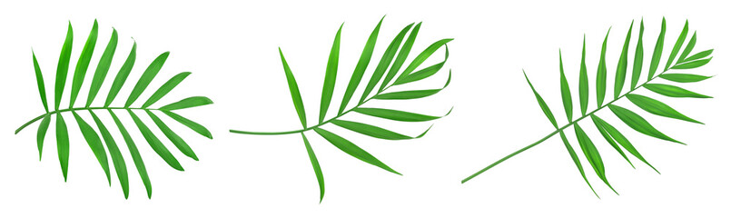 Green leaves of palm tree isolated on white background with clipping path. Set or collection