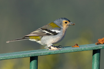 bird on a branch