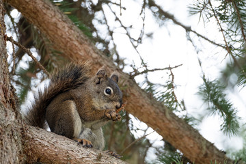 Curious cute brown squirrel,, posing at a pine tree trunk