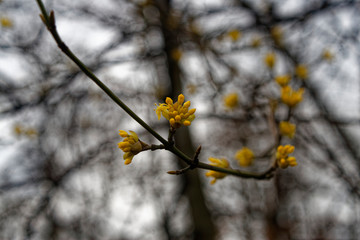 European cornel cornelian cherry Cornus mas
