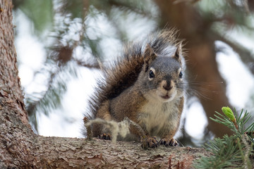 Curious cute brown squirrel,, posing at a pine tree trunk