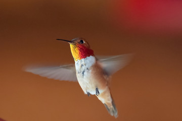 Hummingbird flying around with unsharp wings a brown background, British Columbia, Canada