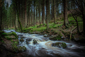 Obraz premium blairadam woods, kelty, fife, scotland.