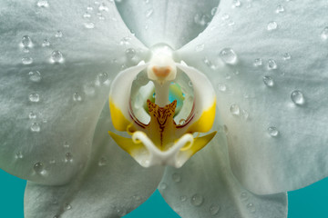 Vagina. Erotic orchid flower close up. Orgasm. Flower imitating the female sex. Pussy, vulva,...