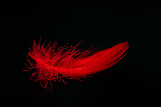 Tenderness. Fluffy red feather on black background. Tenderness and purity concept decorative design element.