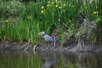 great blue heron