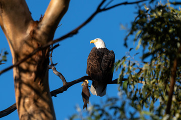 Bald eagle with fish