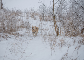 dog fun in winter