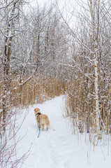 dog in snow
