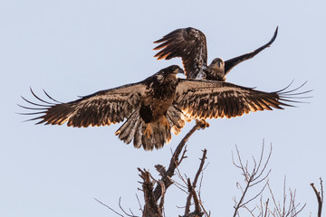 Bald eagle juveniles landing on a perch