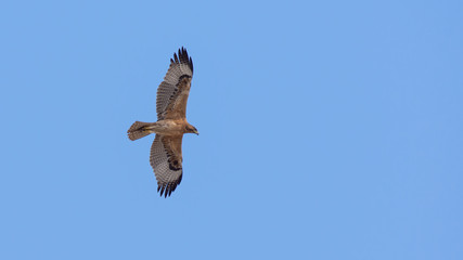 Bonelli's eagle, Aquila fasciata