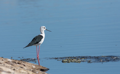 black-winged stilt, Himantopus himantopus