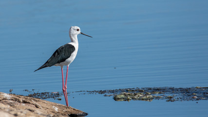 black-winged stilt, Himantopus himantopus