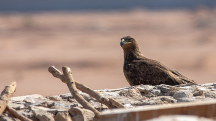 Steppe Eagle