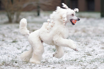 Happy White Standard Poodle dog (Scandinavian lion show clip) running outdoors on a snowy grass playing with a ball in winter
