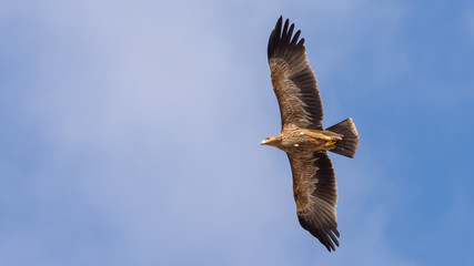 Eastern imperial eagle
