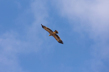 Eastern imperial eagle