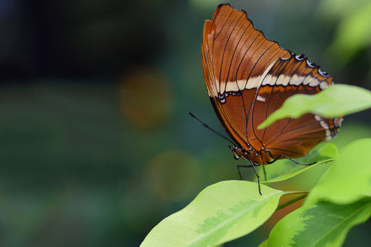 A tropical butterfly "rust pointed leaf" sits on a green leaf against a green background in nature