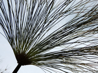 Papyrus sedge in spring during flowering