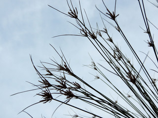 Papyrus sedge in spring during flowering