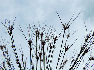 Papyrus sedge in spring during flowering