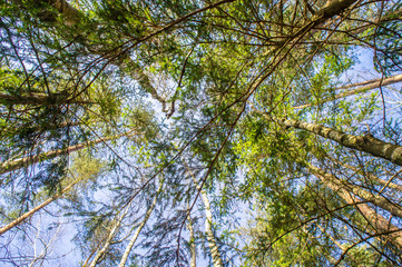 Fototapeta premium View of the treetops. Coniferous forest crowns for background