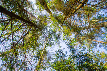 View of the treetops. Coniferous forest crowns for background
