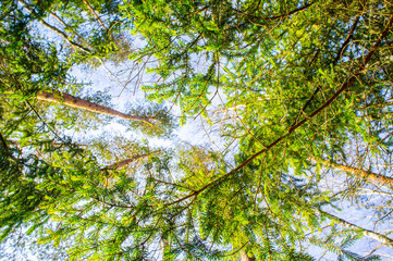 View of the treetops. Coniferous forest crowns for background