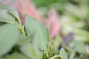Leafy vegetables