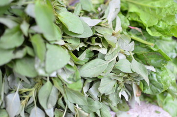 Leafy vegetables