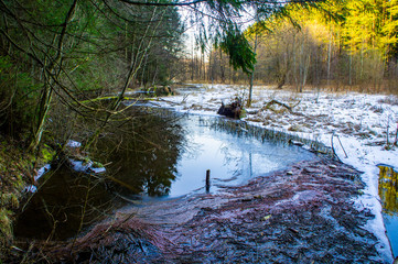 Forest river in spring with trees and reflection in the water