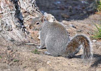 Squirrel
