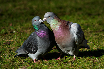 para gołębi  © Dariusz Grochal 