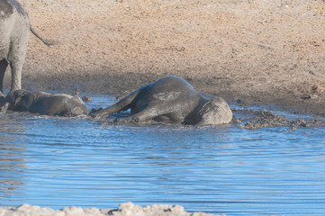 Fototapeta premium A Baby African Elephant -Loxodonta Africana- is taking a bath in a waterhole in Etosha National Park, Namibia.
