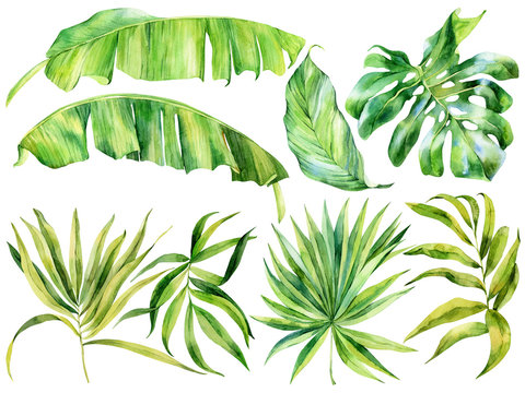 Set of tropical leaves on an isolated background, banana palm, mostera,watercolor painting, botanical illustration, floral design, stock illustration.